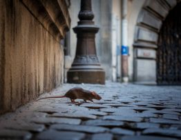 désourisation lyon : guide complet pour se débarrasser des souris en ville