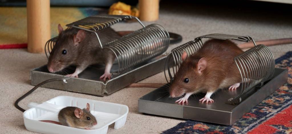 dératisation meyzieu : les méthodes efficaces pour se débarrasser des rats et des souris