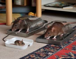 dératisation meyzieu : les méthodes efficaces pour se débarrasser des rats et des souris