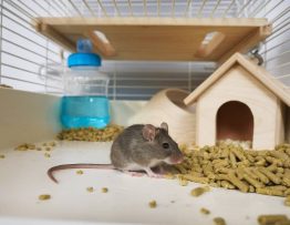 souris à craponne : les meilleures techniques pour une dératisation efficace