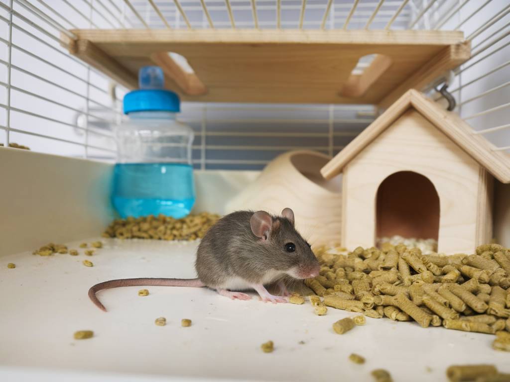 souris à craponne : les meilleures techniques pour une dératisation efficace