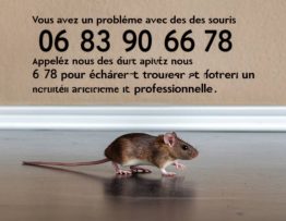 Vous avez un problème avec des rats ou des souris, appelez nous au 06 83 90 66 78 pour échanger et trouver une solution rapide et professionnelle.