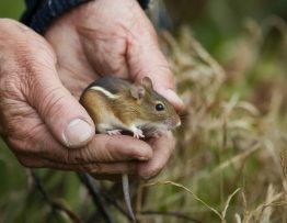 dératisation meyzieu : comment éviter les récidives