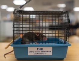 rat ou souris à Thil : entreprise de dératisation à votre service