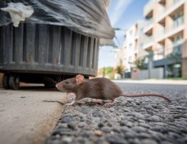 dératisation caluire : les avantages de faire appel à un spécialiste