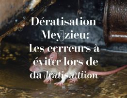 dératisation meyzieu : les erreurs à éviter lors de la dératisation