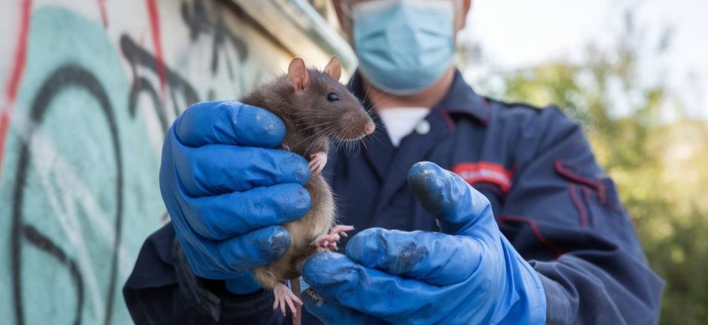 souris et rats à Priay : l’intervention d’un dératiseur professionnel