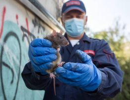 souris et rats à Priay : l’intervention d’un dératiseur professionnel